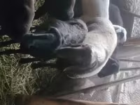 Beran, Rhon sheep — foto 6