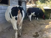 Koe, Holsteinras — foto 1