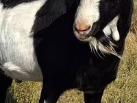 Buk, LaMancha goats — foto 4