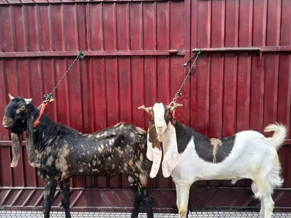 Козел, Kamori goats