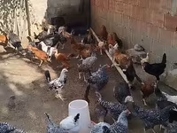 Chickens — عکس 2