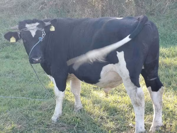 Bull, Russian Black pied cattle