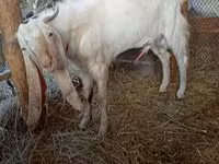 بز ماده, بز — عکس 8