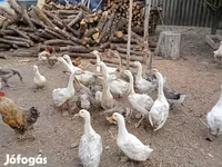 Geese — foto 3