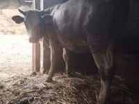 วัวตัวเมีย, Simmental cattle — รูปภาพ 3