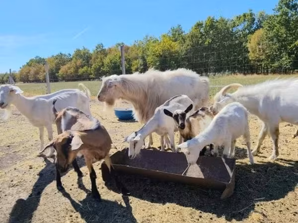 山羊（批次，未指定性别）, Goats