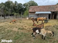 Kambing betina, Goats — foto 6