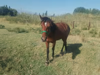 ცხენი, French Trotter — ფოტო 1