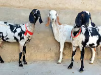 Koza, Beetal goats — fotografija 4