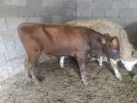 گاو نر, Simmental cattle — عکس 7