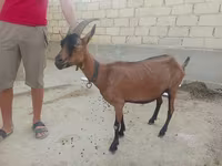 Koza, Козе — fotografija 2