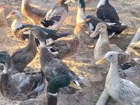 Ducks — foto 3