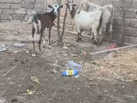 بز نر, بز — عکس 1