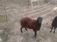 بھیڑ, بھیڑیں — تصویر 5