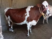 Krava, Simmental cattle — foto 1