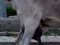 بز نر, بز — عکس 7