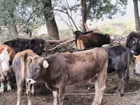 Krava, Simmental cattle — fotografija 2
