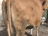 گاو ماده, گاو — عکس 5