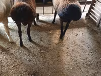 Koç, Hissar sheep — foto 7