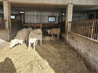 Sapi, Charolais cattle — foto 6