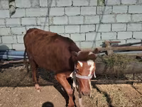 Bovini (lotto, sesso non specificato), Simmental cattle — foto 2