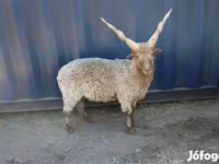 Beran, Racka sheep — foto 1