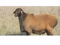 பெண் ஆடு, Edilbay sheep — புகைப்படம் 2