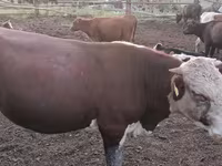 Dibi, Kazakh White-headed cow — sawirka 8