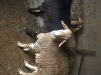 قوچ, Arashan sheep — عکس 3