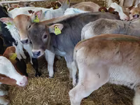 Tjur, Simmental cattle — foto 1