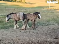 Farasi (kikundi, jinsia haijatajwa), Gypsy horse — picha 2