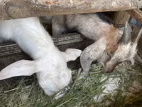 பெண் வெள்ளாடு, வெள்ளாடுகள் — புகைப்படம் 1