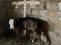 Lembu betina, Cattle — foto 3