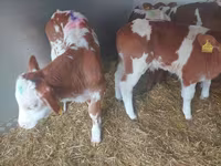 Býk, Simmental cattle — foto 2