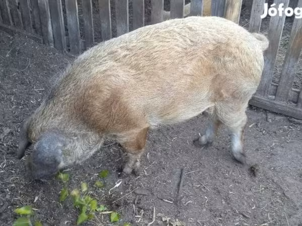 ሴት አሣማ, Pigs