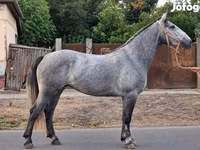 مادیان, Appaloosa — عکس 3