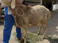 Får, Baerchuke sheep — foto 2