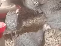 பேர்ல் கிரே — புகைப்படம் 3