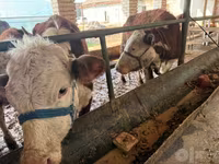 วัวตัวเมีย, Simmental cattle — รูปภาพ 3
