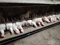 Chickens — عکس 1