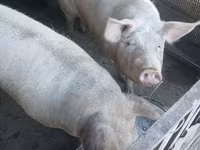 Scroafă, Porci — foto 2