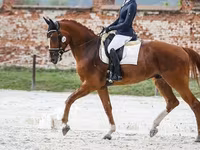 Cal, Friesian sport horse — foto 2