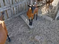 Ziege, Alpine goat — Foto 3