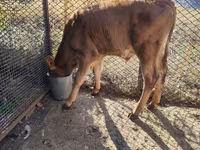 گاو و گوساله (گروه، جنسیت مشخص نشده), Simmental cattle — عکس 4