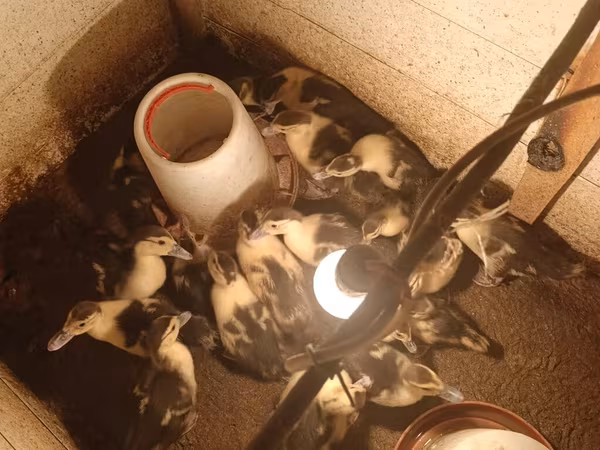 Ducks