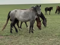 Mare, Horses — photo 3