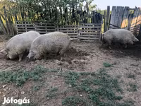 Domuzlar (parti, cinsiyet belirtilmedi), Мангалица — foto 4