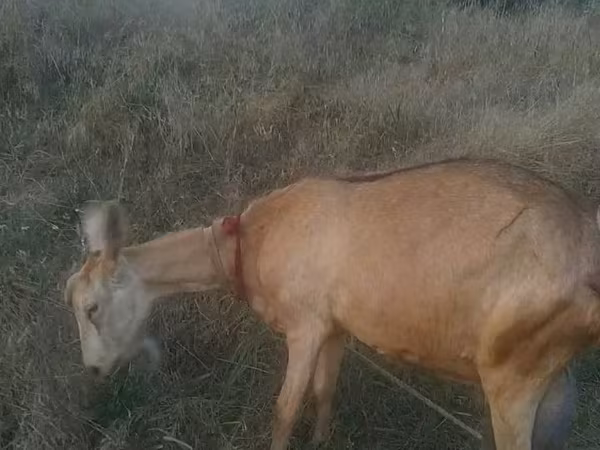 ፍየል, Goats