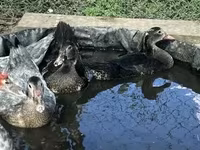 Ducks — акс 3