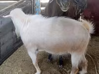 Dê đực, Dê — ảnh 3